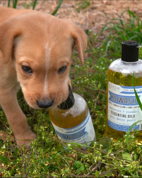16oz natural pet grooming product from Rinse - pet-safe ingredients - detail view